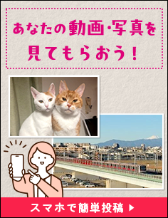 あなたが撮影した動画、写真を番組で放送