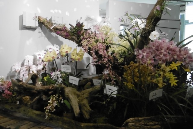 【渋谷区報道】企画展示 進化した植物:ラン
