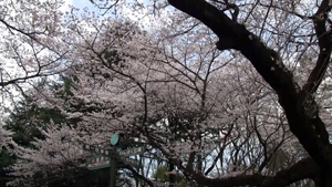 小金井公園桜まつり