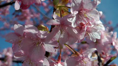 三浦の河津桜と南アルプスの古代桜