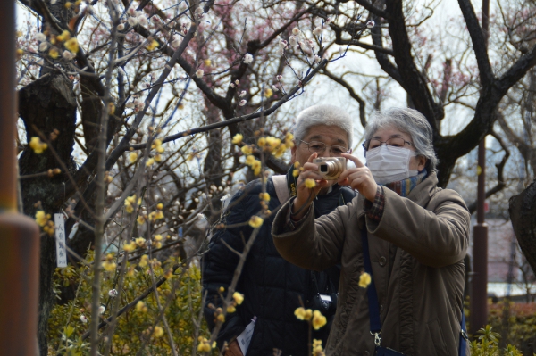 今が見ごろ！世田谷区羽根木公園の「梅の花」