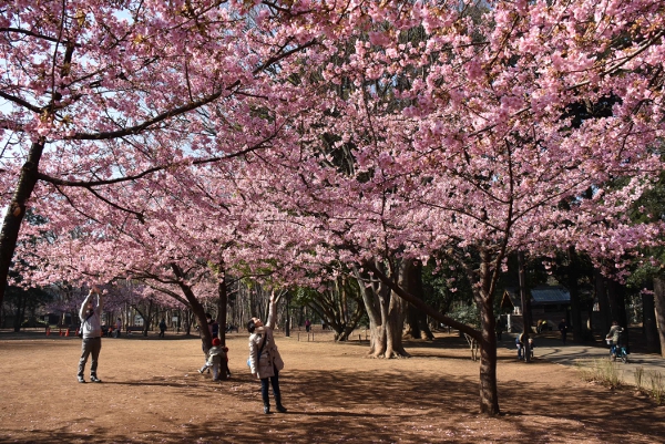 『河津桜』が見ごろです！ ～目黒区内の公園