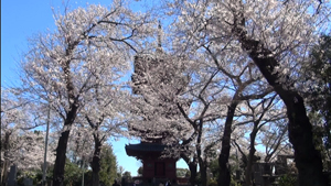 満開の桜（池上本門寺）