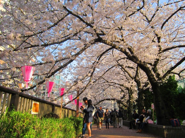 目黒川桜区民センター横