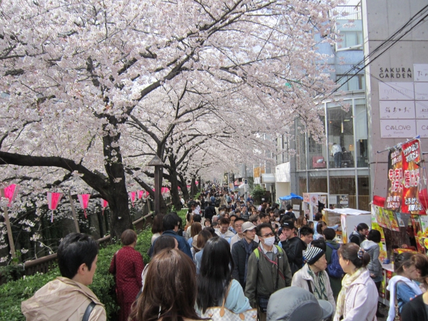 目黒川沿いの桜のオススメスポットご紹介♪