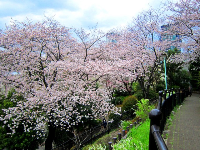 西郷山公園桜