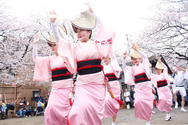 桜舞う中で流し踊り「馬込文士村大桜まつり」が開催されました！