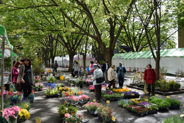 色とりどりの花満開～世田谷の花展覧会が開催されました～