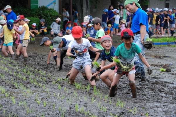 小学生など約1500人が田植えを体験！