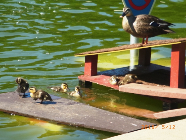 世田谷公園にカルガモ赤ちゃんお目見え♪