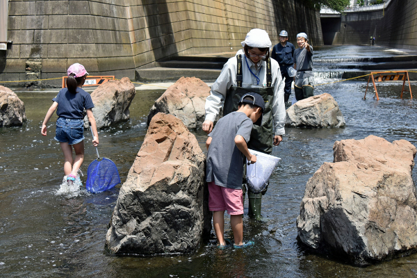 目黒川でアユ捕獲！子どもたちが生き物調査！