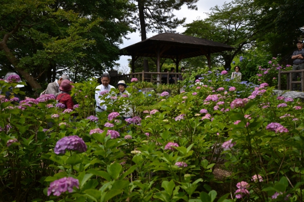 都内有数！多摩川公園のアジサイが見ごろです