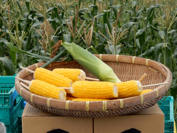 緑区エコ講座「夏野菜と出会う　トウモロコシの収穫体験」