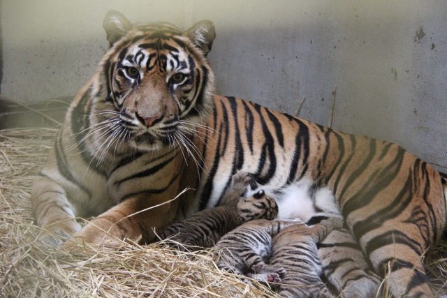 よこはま動物園ズーラシア