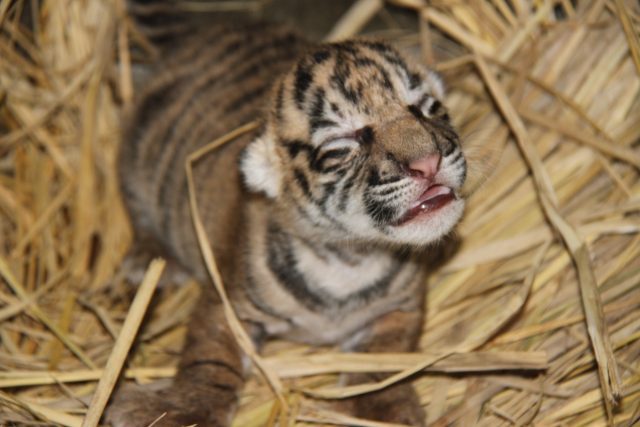 よこはま動物園ズーラシア