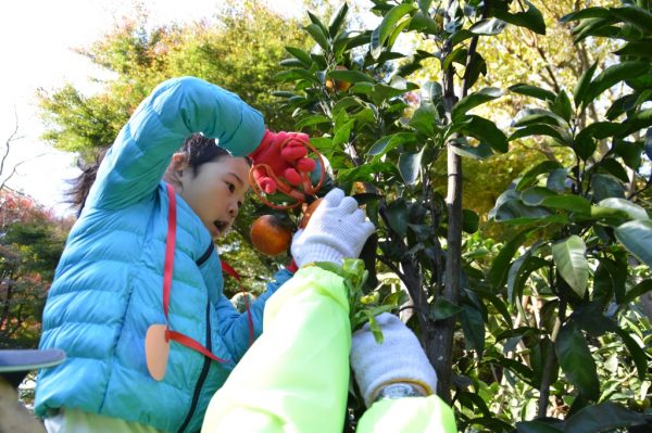 「等々力渓谷」でみかん狩り！