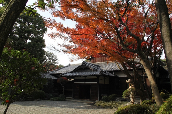 ～紅葉を愛でながら～『紅葉茶会』が開かれました