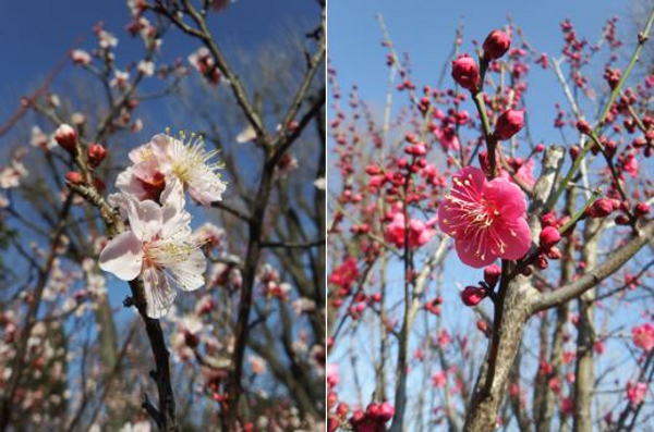 春の息吹を感じる梅が開花「羽根木公園｣