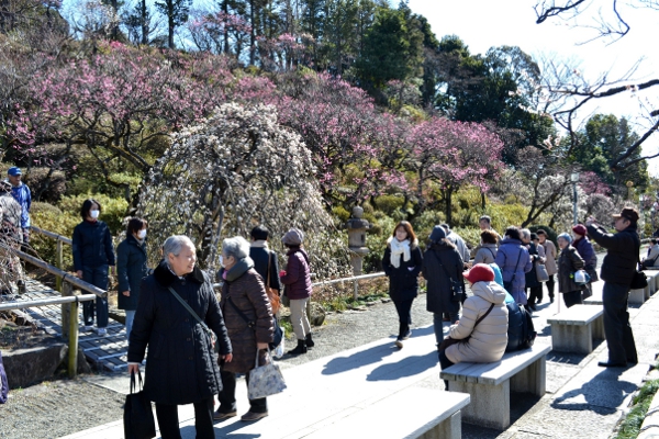 都内屈指の梅の名所『池上梅園』～梅が見ごろです～