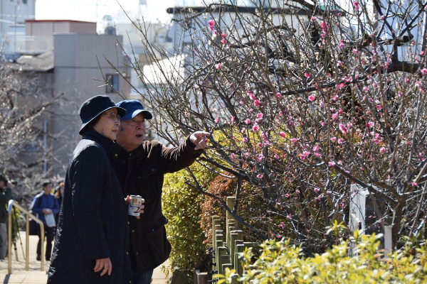 羽根木公園　「せたがや梅まつり」開催中