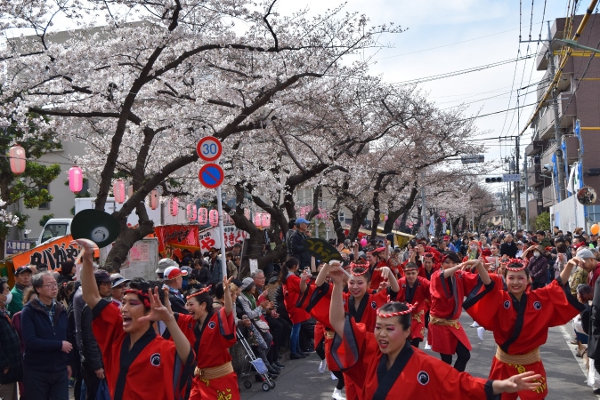 桜花舞う中 盛大に！文豪のまち『馬込文士村大桜まつり』