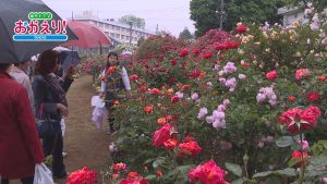 都立園芸高校 バラ園 一般公開 ほか 5 29の放送内容 Itscomch イッツコムチャンネル