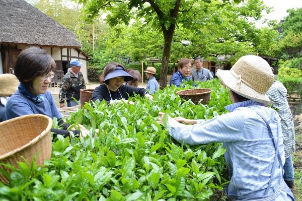 古民家で茶摘み！昔ながらのお茶づくりも体験