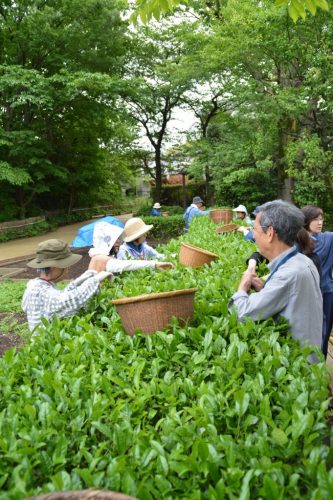 茶摘みの様子(縦)DSC_0025