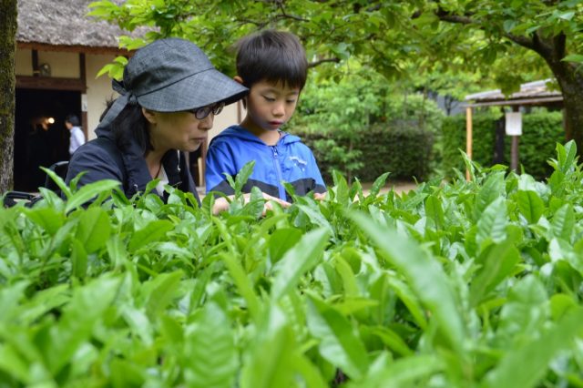 茶摘みを親子で初体験DSC_0067