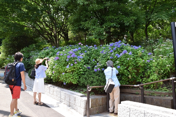 多摩川台公園の紫陽花　もうすぐ見ごろです