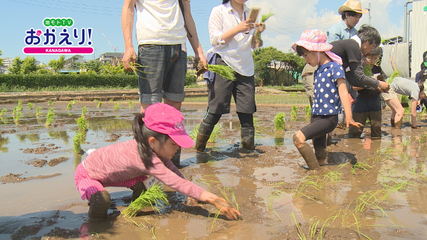 taue