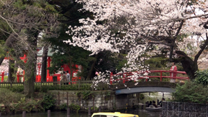 春の洗足池の散策