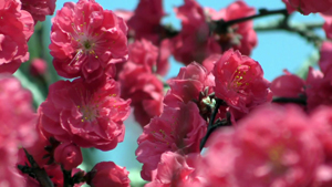 三つの花めぐり