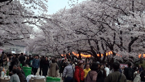 咲き満ちた桜と花見客