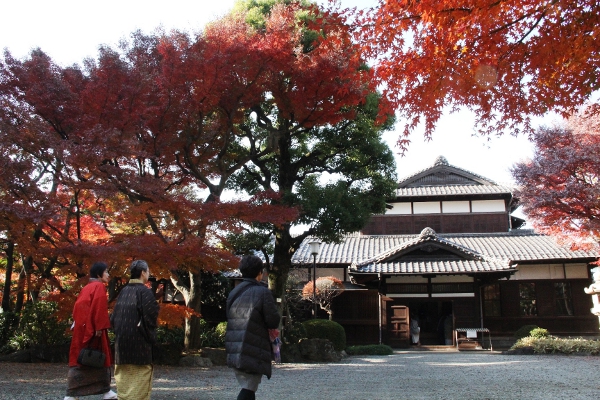 重要文化財『旧朝倉家住宅』で紅葉が見頃を迎えています！