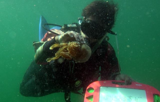 ②中村拓朗とタコクラゲ