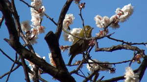 春が来た