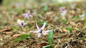 筑波山　カタクリの花を見に