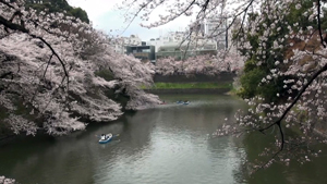 桜の名所千鳥ヶ淵周辺と六義園