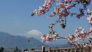 ２０１６年　大井松田の河津桜