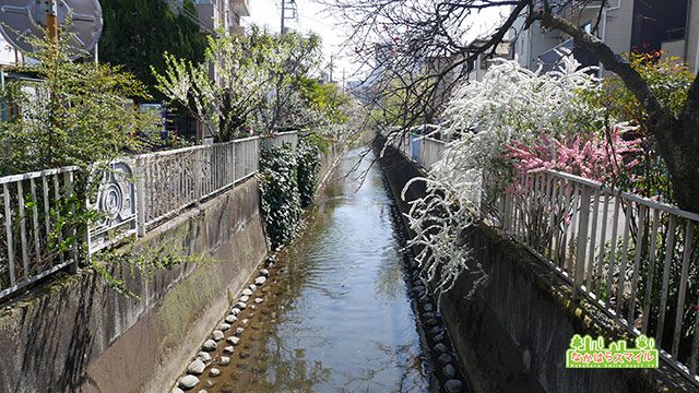 中原桃まつり