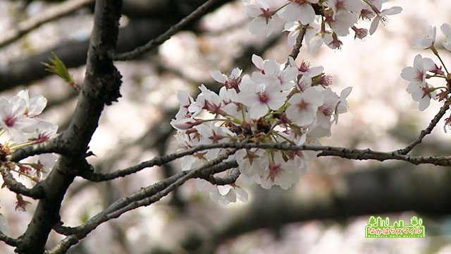 こすぎ名物花見市