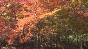 雲場池(軽井沢）の紅葉