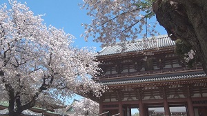 春の本門寺