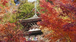 古都の紅葉(嵐山編)