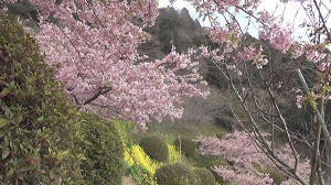 桜めぐり