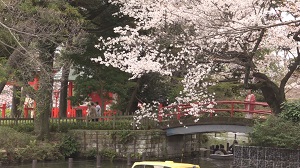 春の洗足池の散策