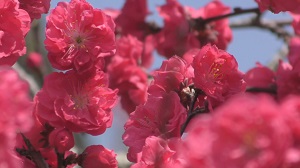 三つの花めぐり