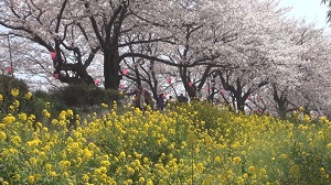 権現堂・古河・太平山の花めぐり