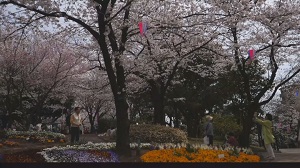 飛鳥山公園の桜
